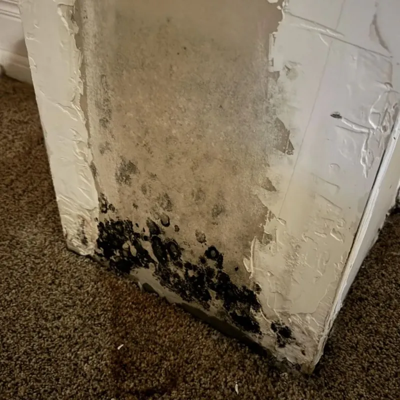 Professional Mold Removal in Columbia, IL